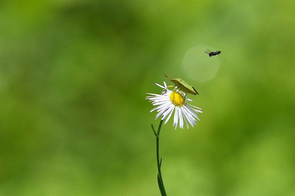 Про клопа и муху
