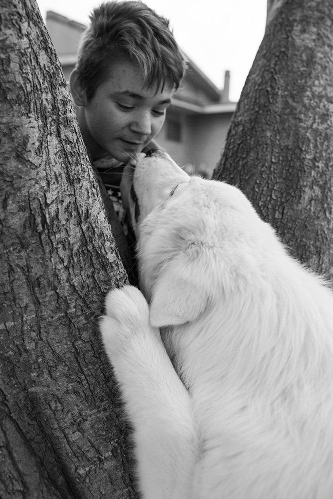 Мареммо-абруццкая овчарка