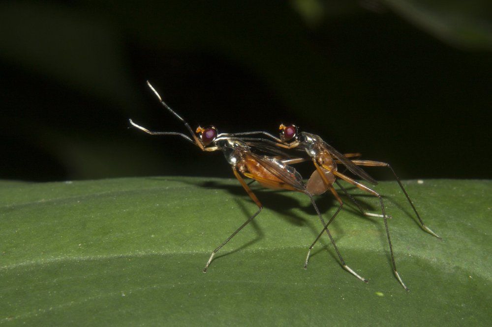 long legged beetles mating