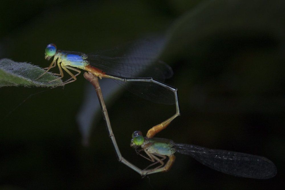 mated damselfly