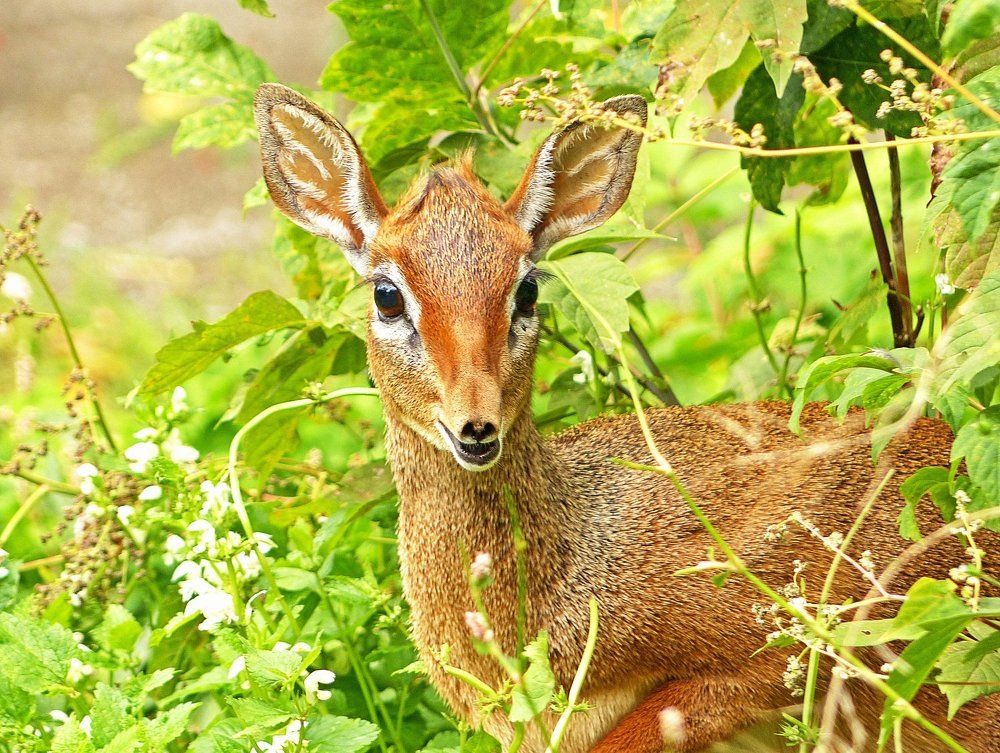 Само очарование