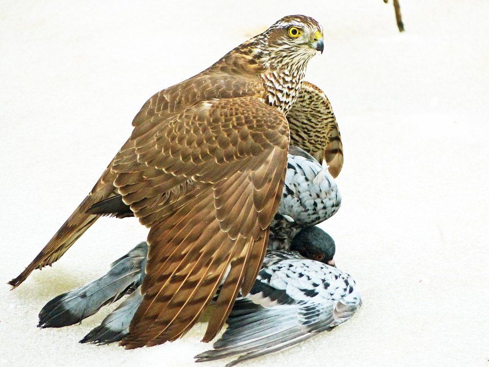 Вечно эти фотографы не дадут спокойно пообедать