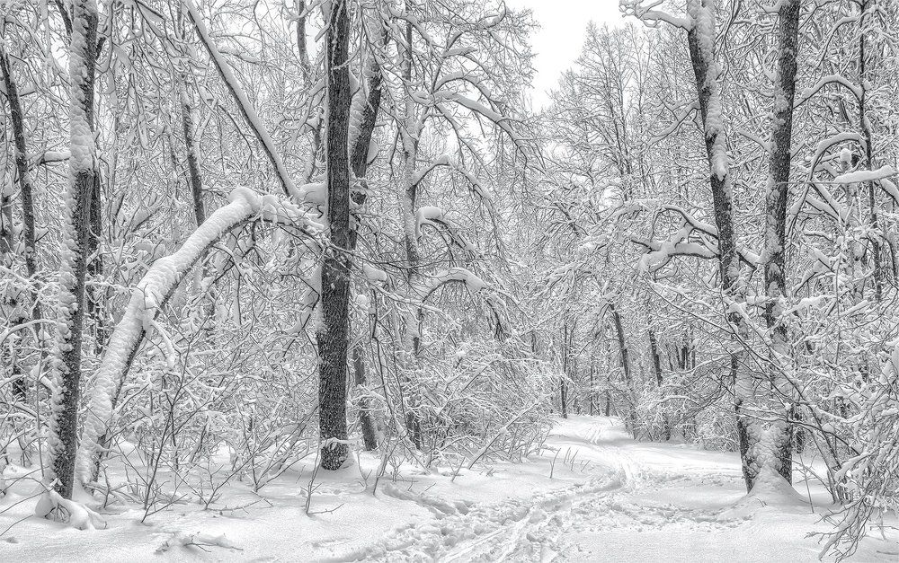 волшебный лес