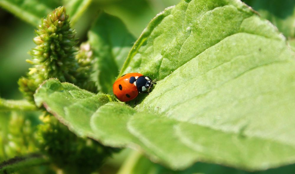 Божья коровка