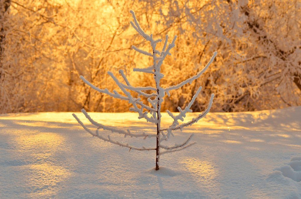 Маленькой ёлочке холодно зимой