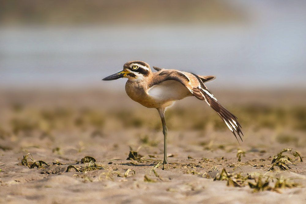 Great Stone Curlew / Great Thicj-knee