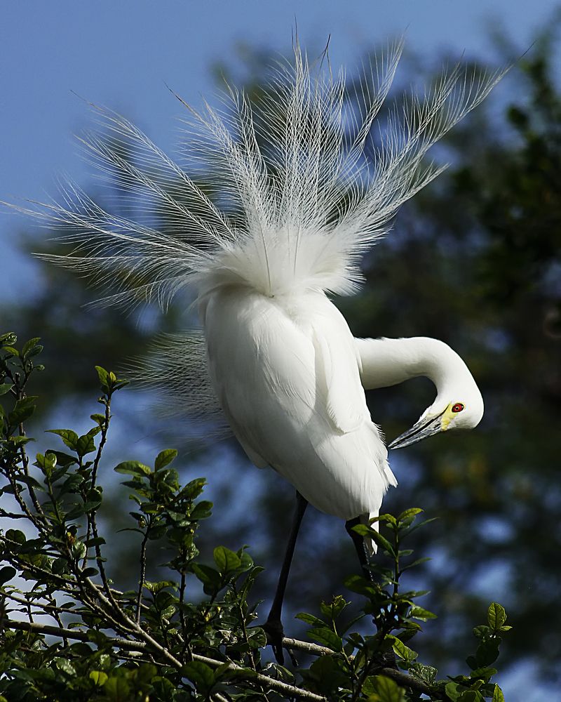Little Egret with Breeding Plumage