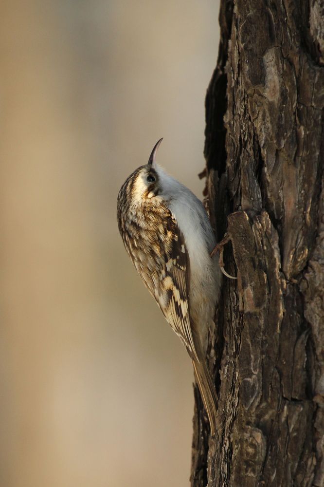 Пищуха обыкновенная
