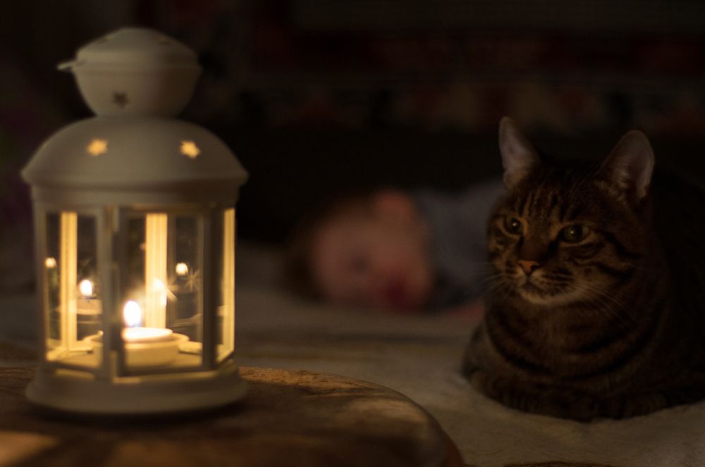 Маленький охранник