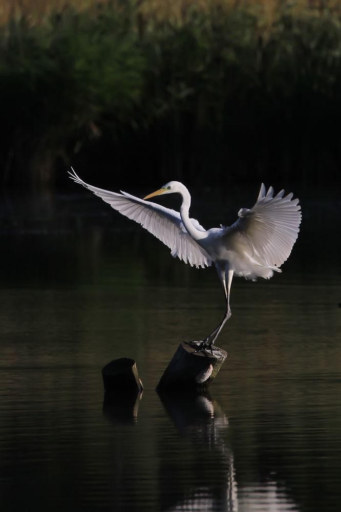 Большая белая цапля Egretta alba (Linnaeus, 1758)