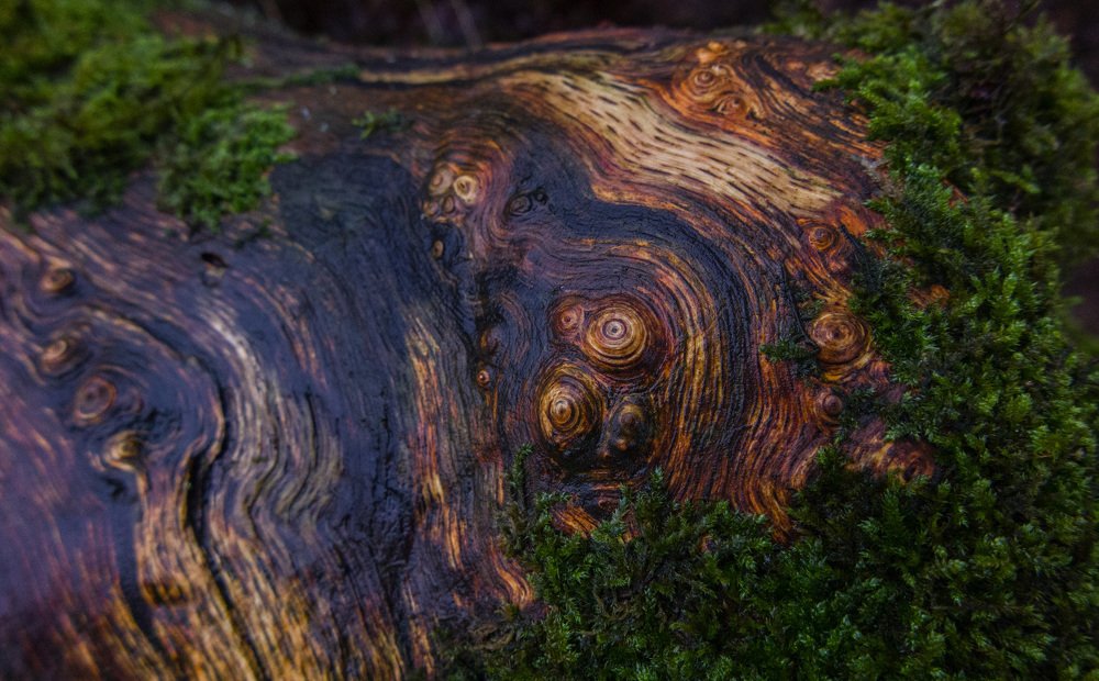 Art of the Nature.