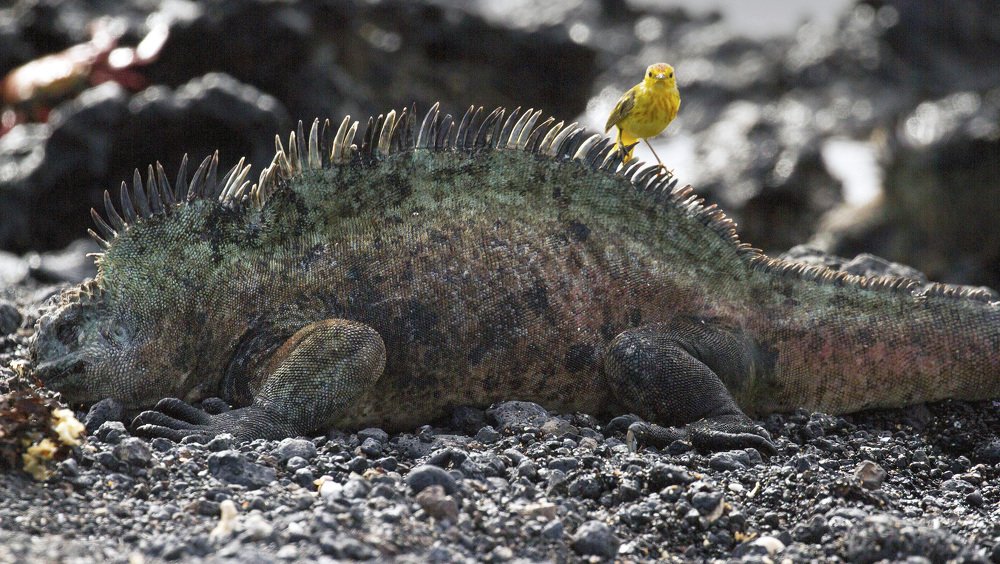 Beauty and the Beast