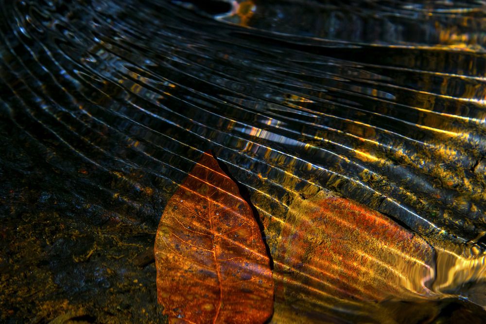 Tree leaves on the river 1