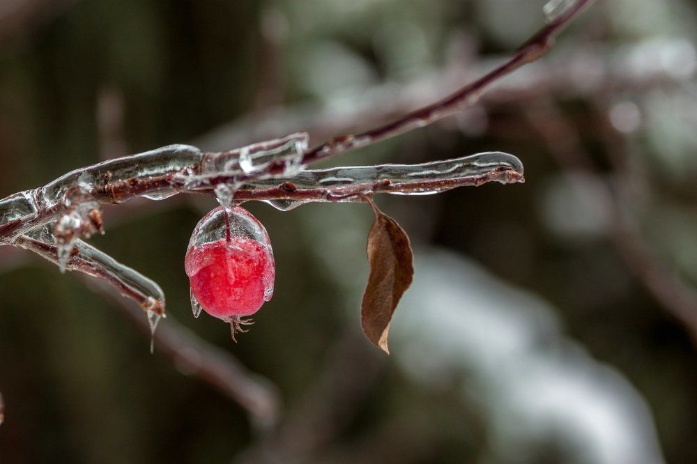 Яблочко во льду