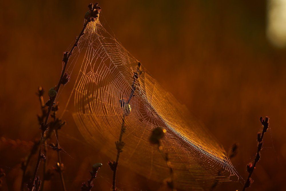 a cobweb