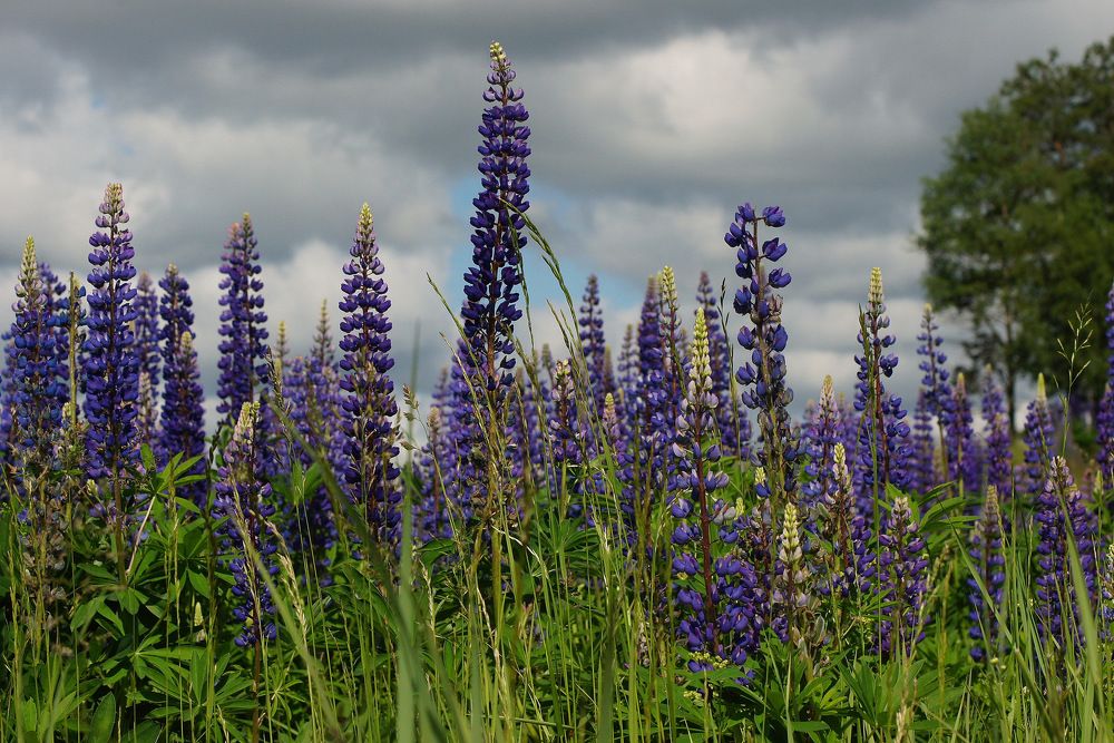 Почти Прованс