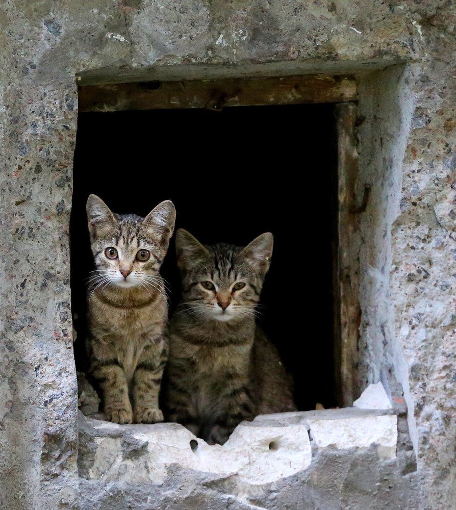 Кошки