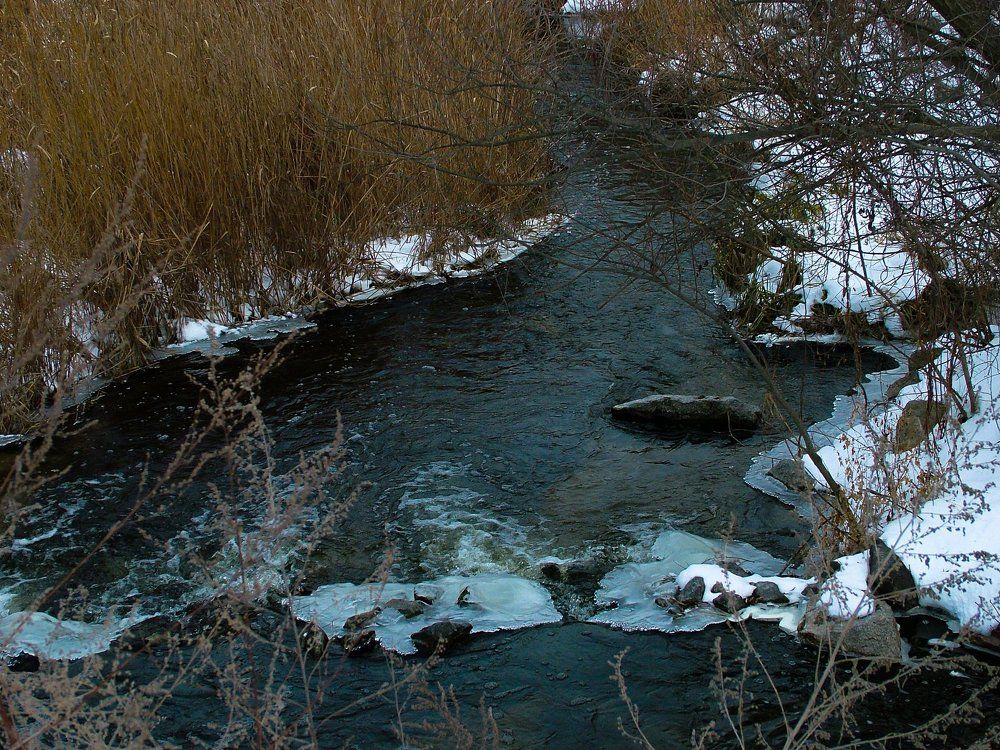 Stream in forest.