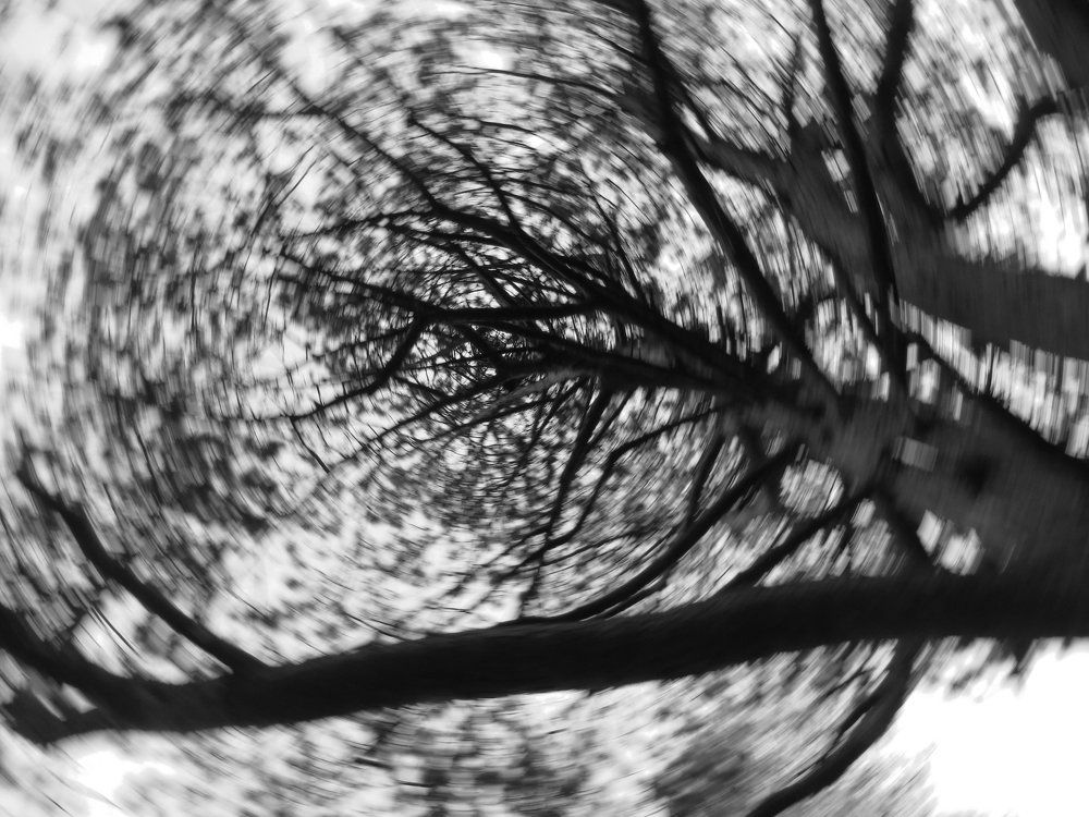 Woodland Whirl