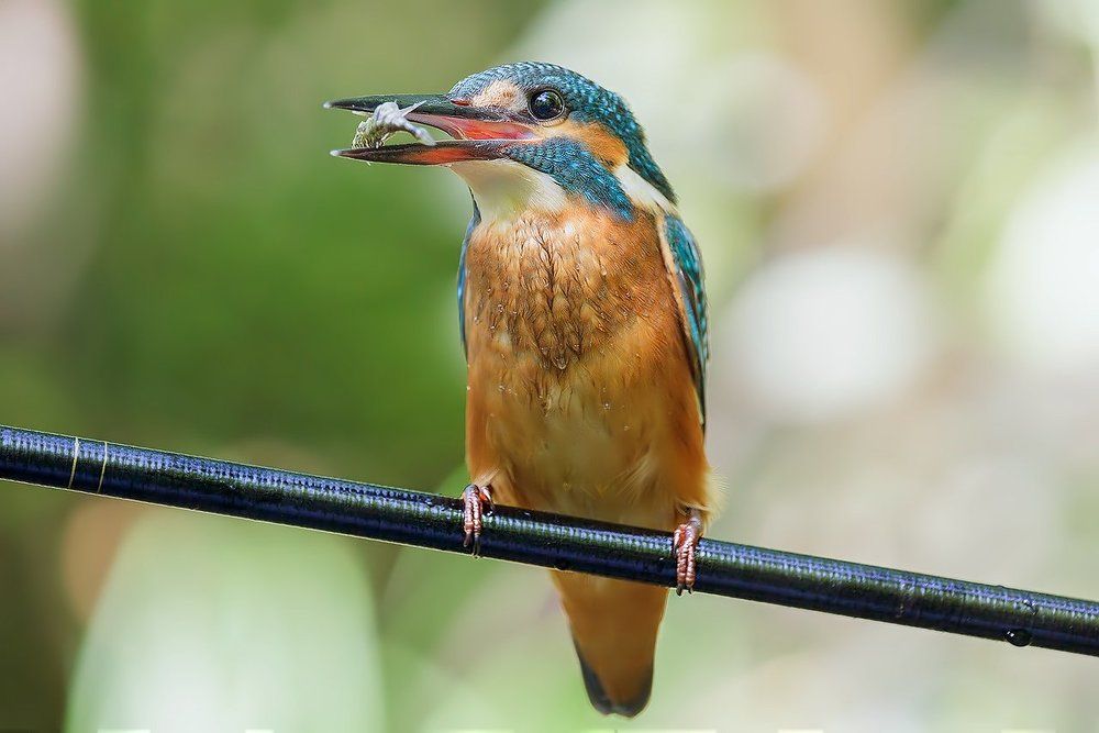 Рыбачка на удочке