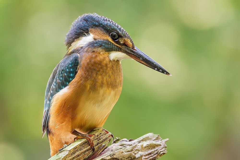 Зимородок высматривает рыбу