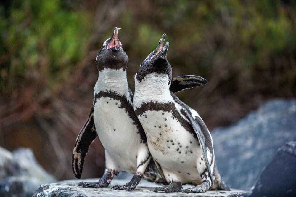 Брачный сезон