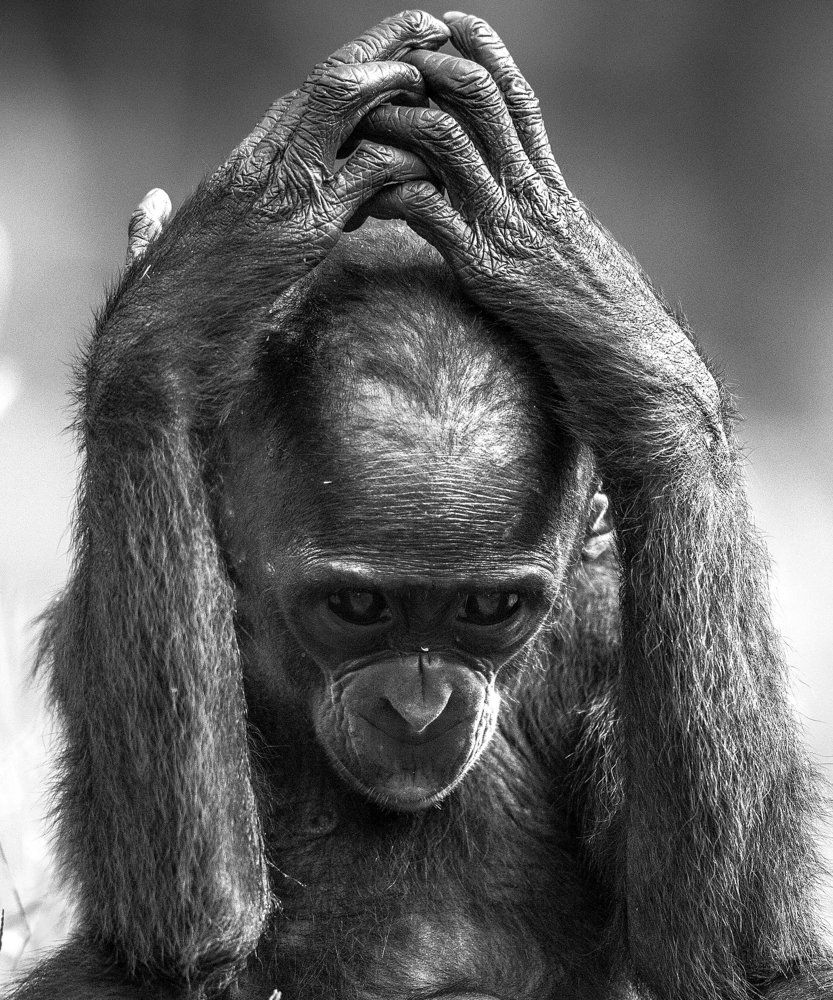 Бонобо