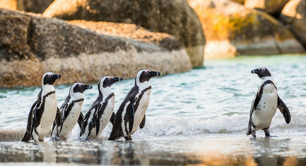 По порядку становись!