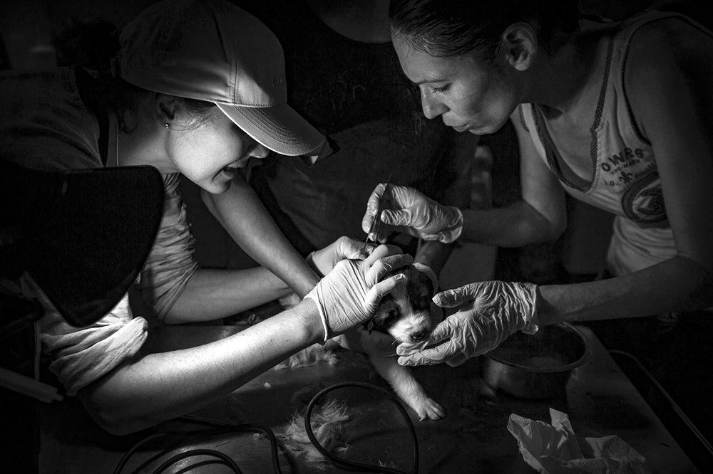 Собачье сердце