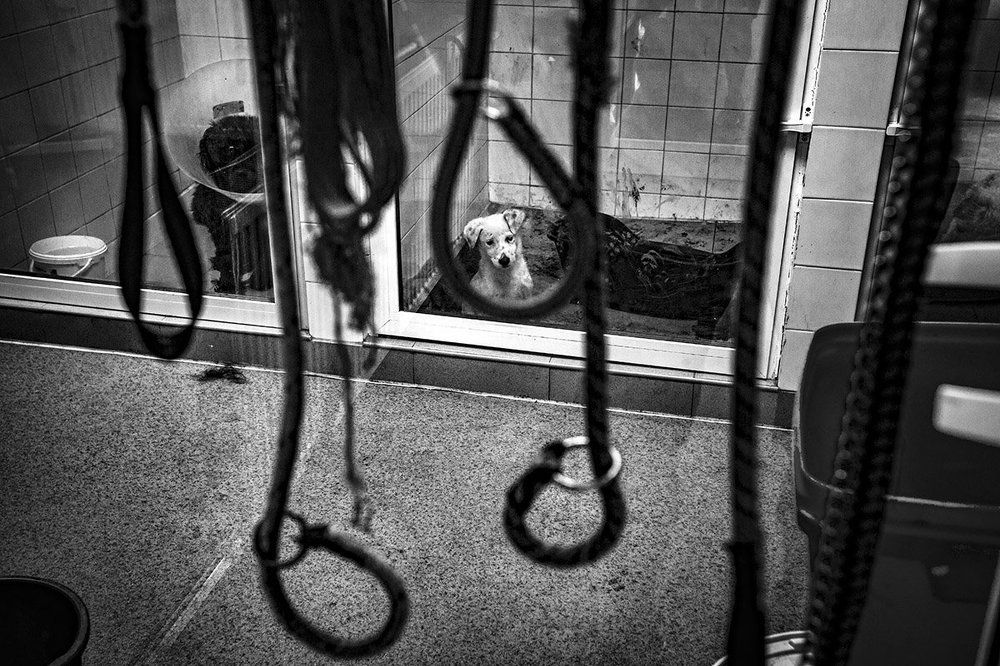 Собачье сердце