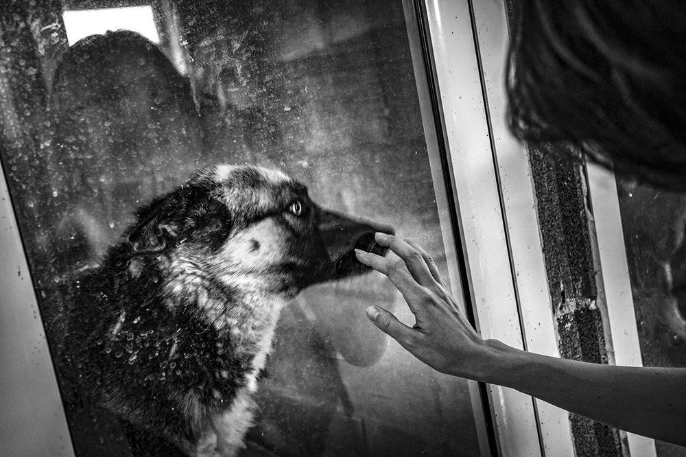 Собачье сердце