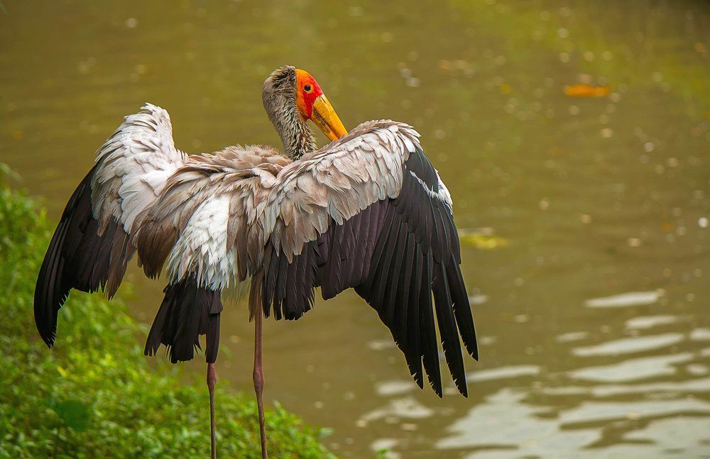 Posing stork