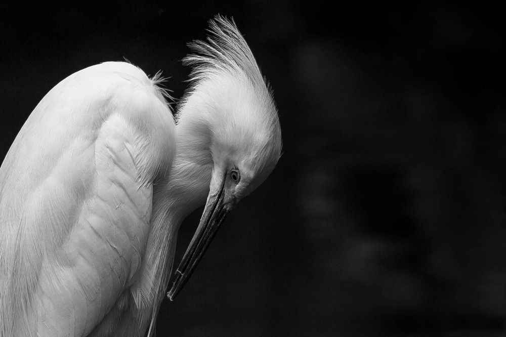 Egret in the dark