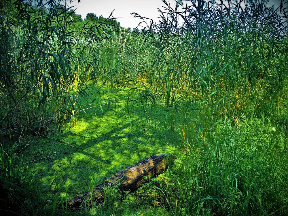 Заросли камыша.