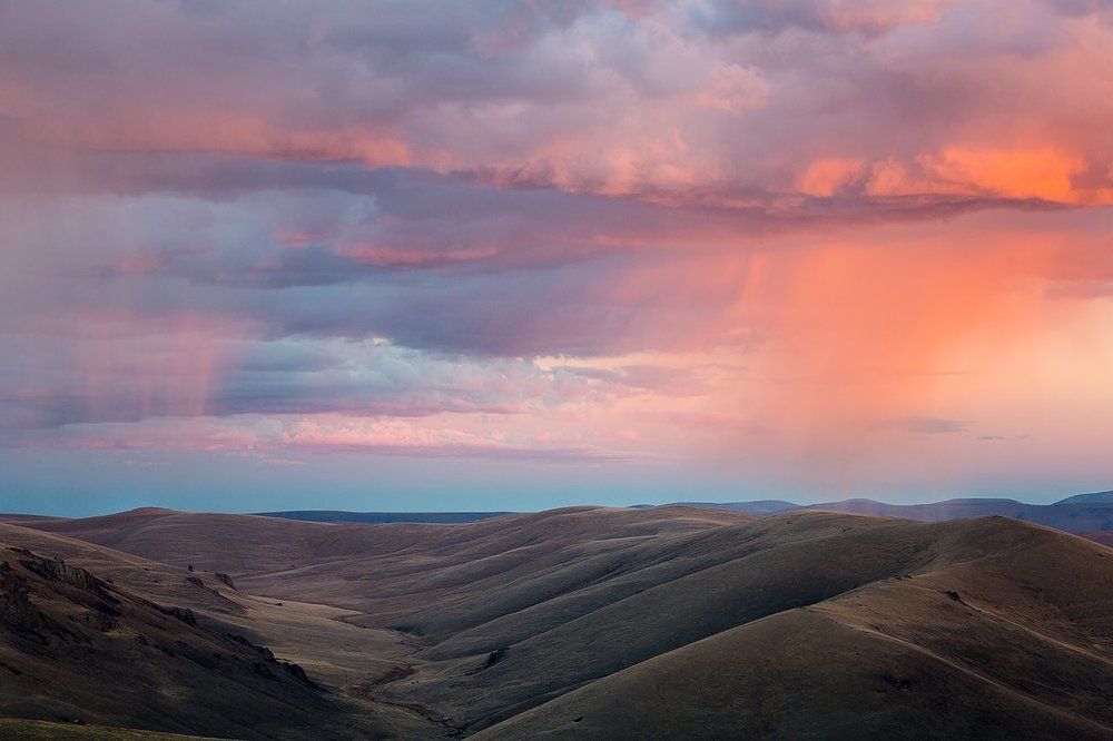 Розовый дождь.