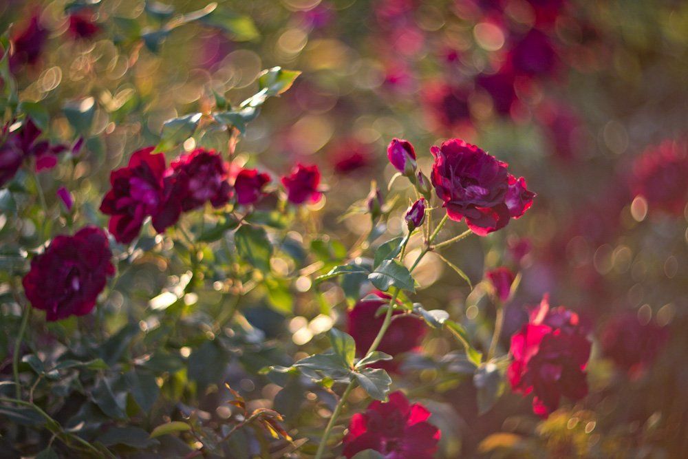 Солнечные розы