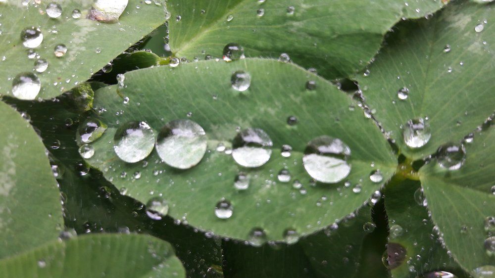 Жемчужины дождя