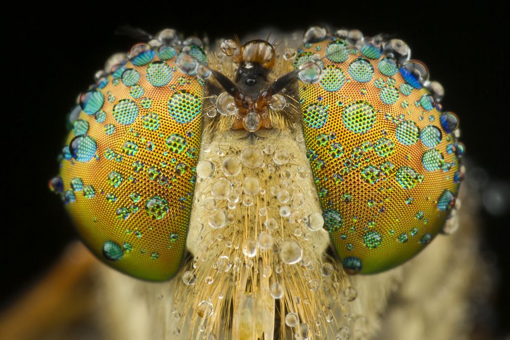 Robber fly with Dew