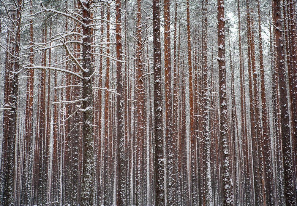 Штрихкод января