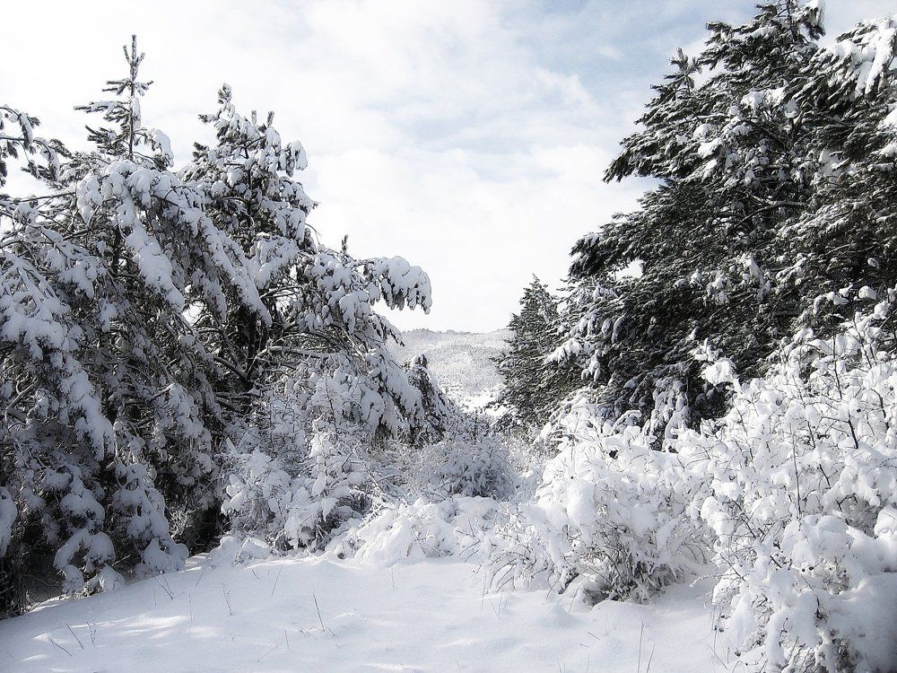 Снежное покрывало.