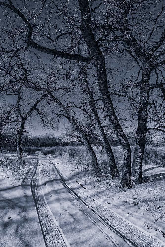 В солнечном зимнем лесу