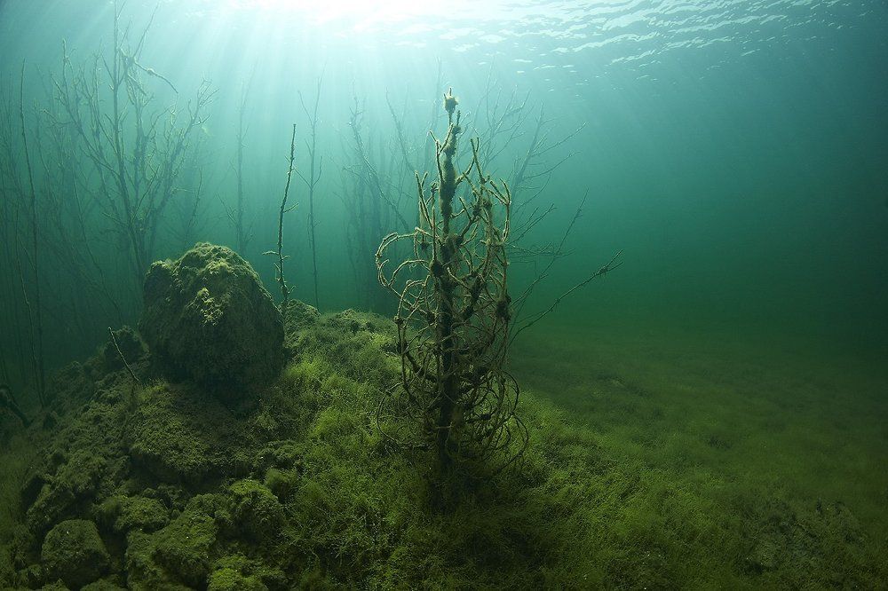 Подводный лес.