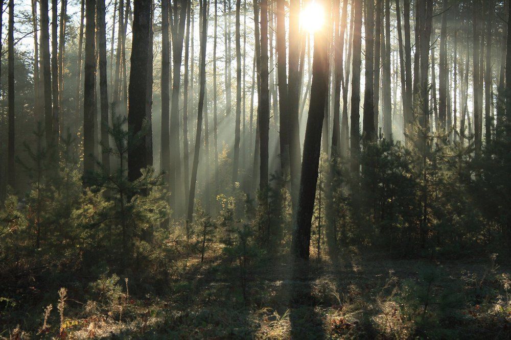 Просветление