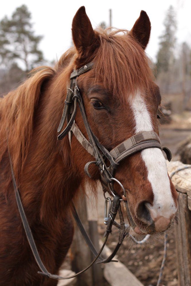 Horse
