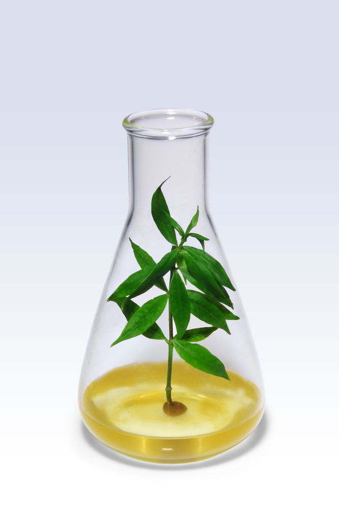 Today don’t Neglect the Trees, Future Generation Depends on the  Chemical Trees.