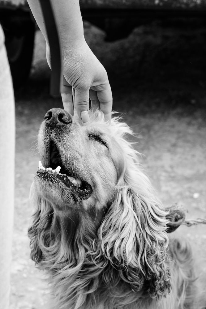 Неподдельная радость