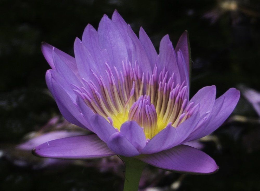 Water lily