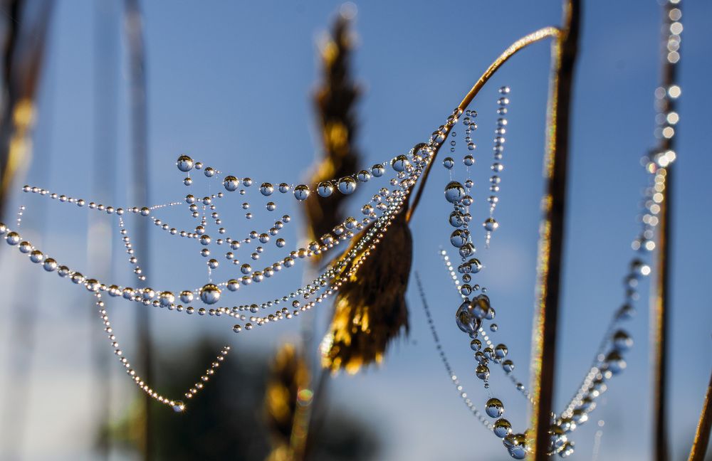 На траве - росы подвески