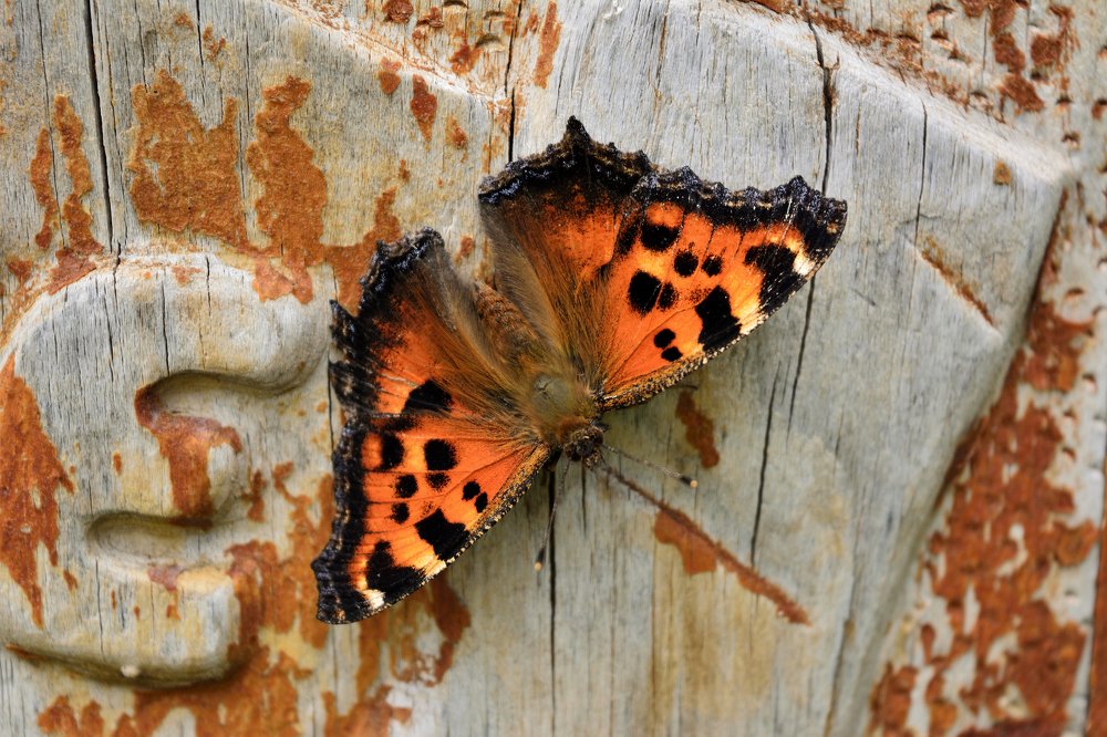 Я тебя вижу