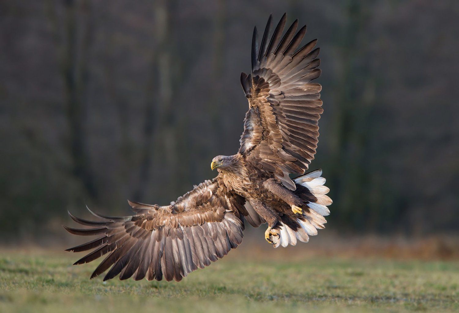 White-tailed eagle